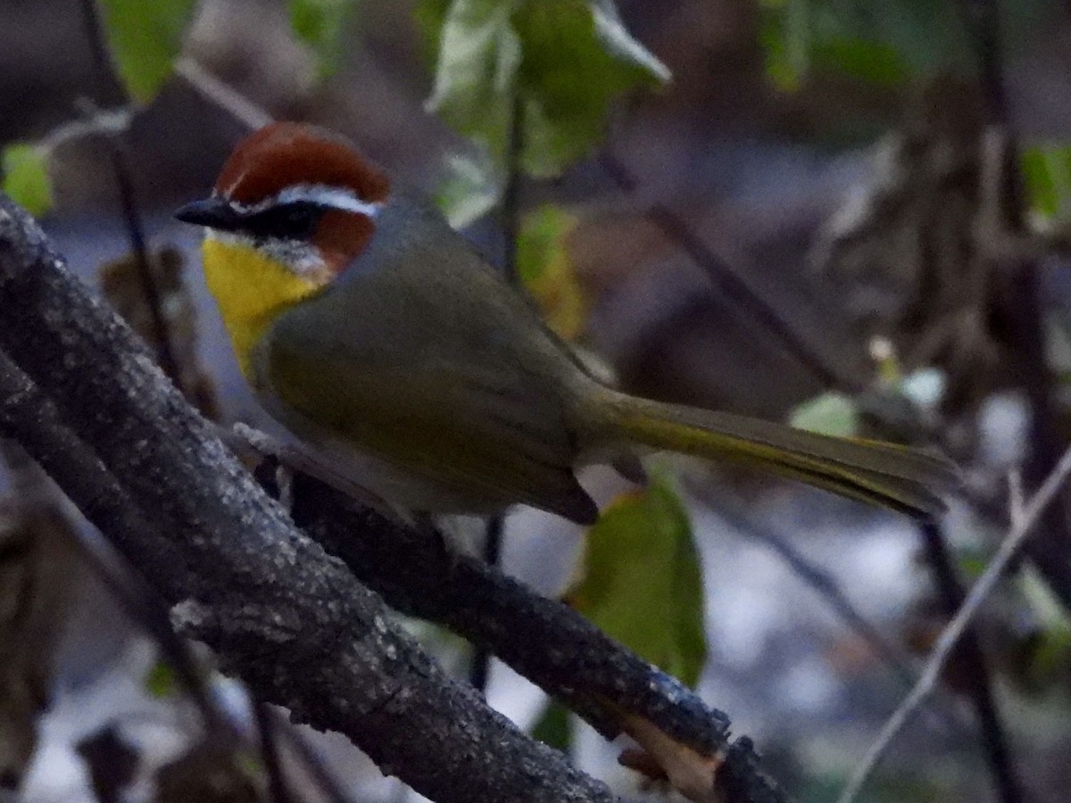 Rufous-capped Warbler - ML628800344