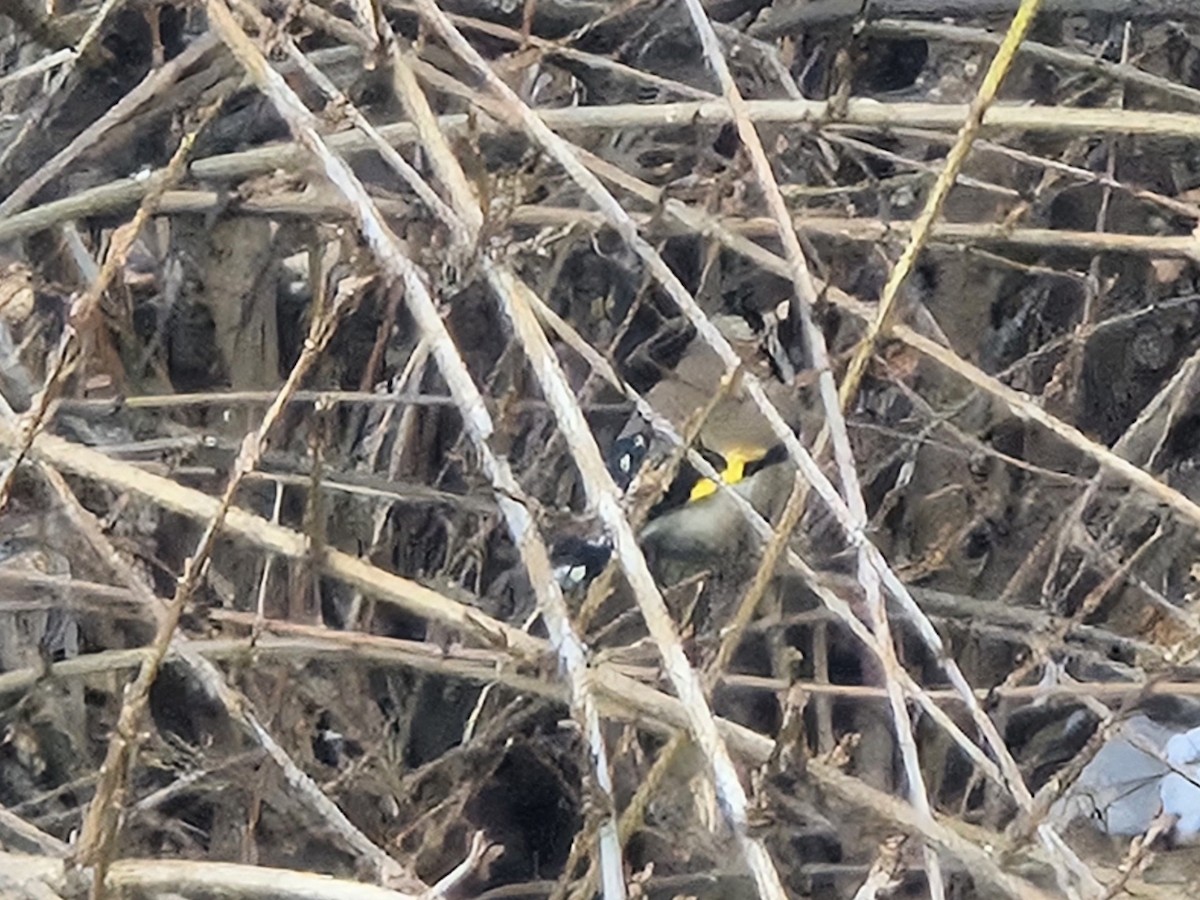 European Goldfinch - ML628800372