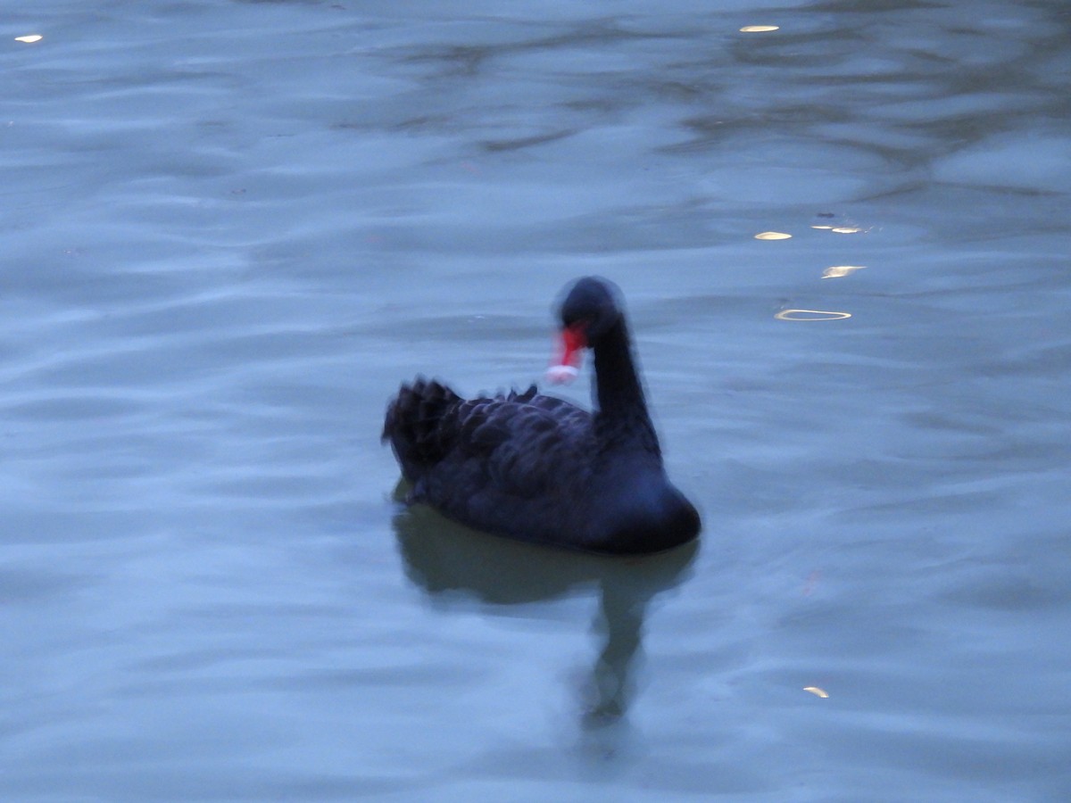 Black Swan - Lucas Smith