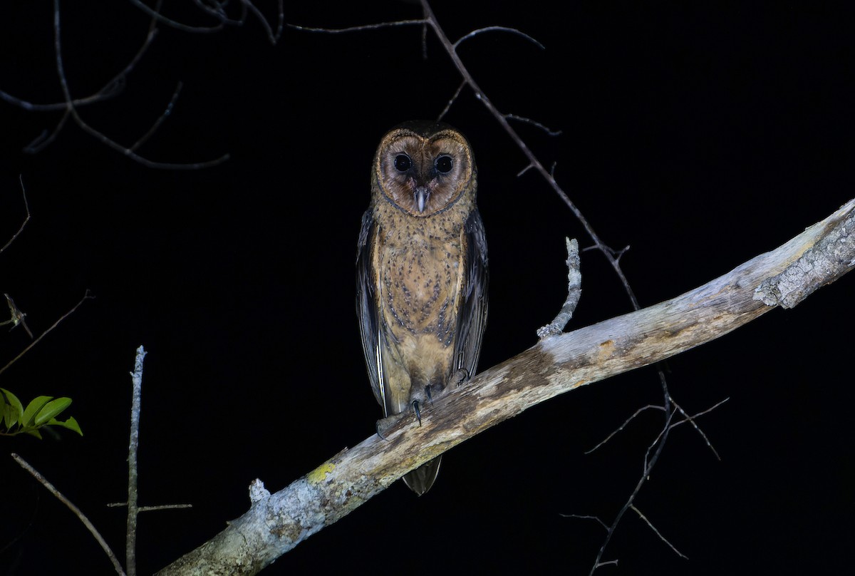 Taliabu Masked-Owl - ML628800510