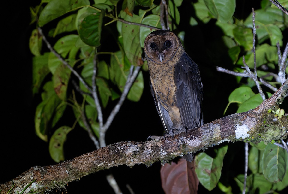 Taliabu Masked-Owl - ML628800511