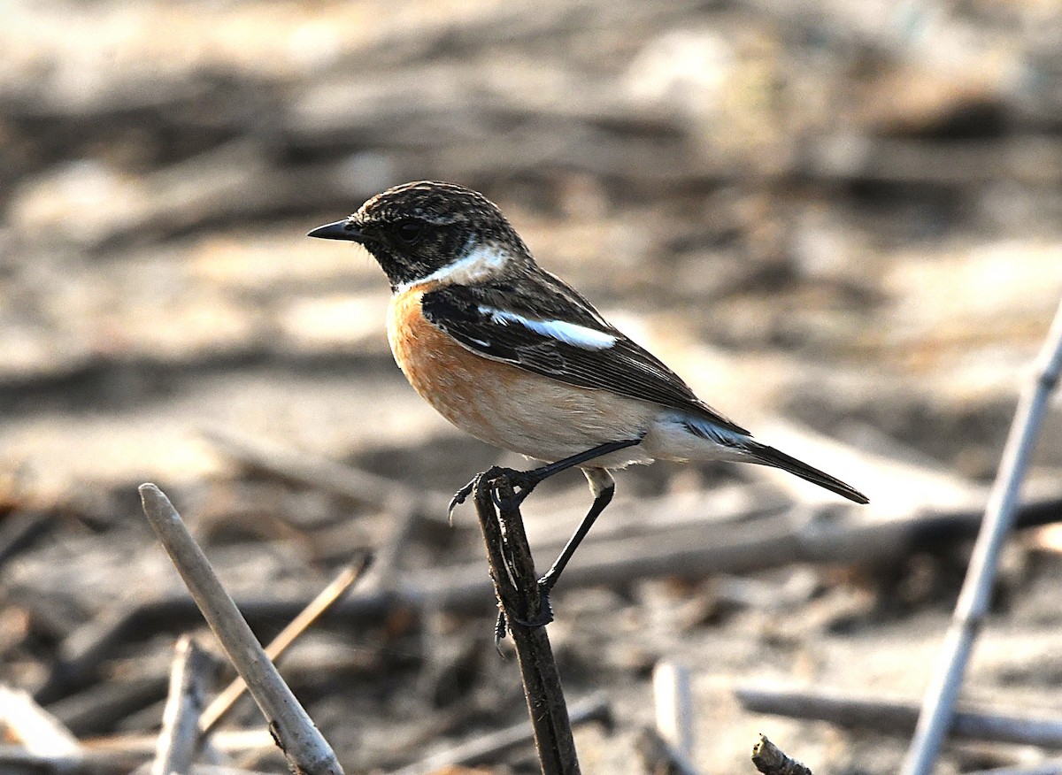 Siberian Stonechat - ML628800776