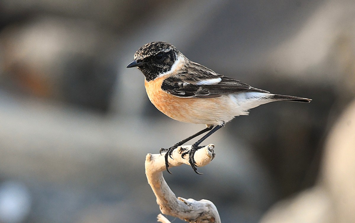 Siberian Stonechat - ML628800820