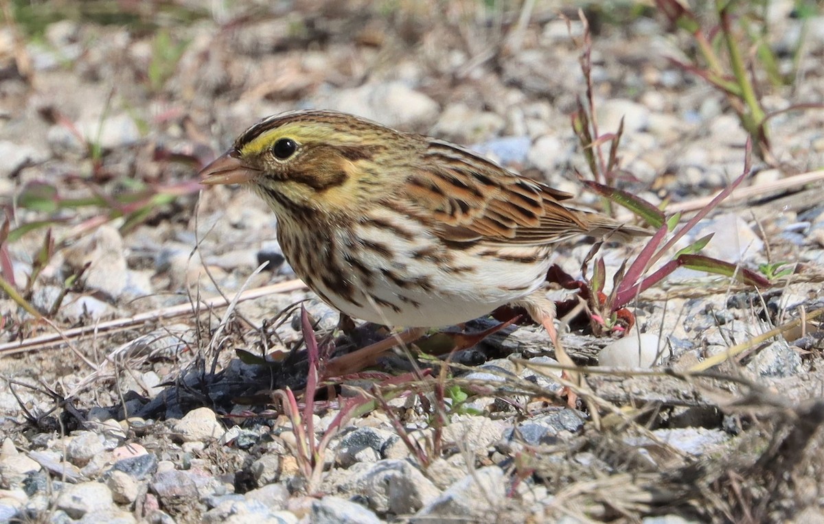 Savannah Sparrow - Todd Green