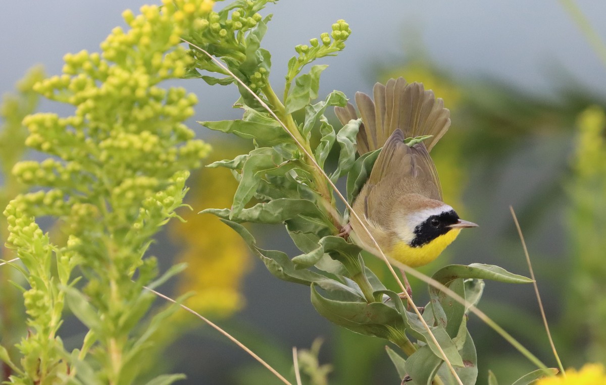 Common Yellowthroat - Todd Green