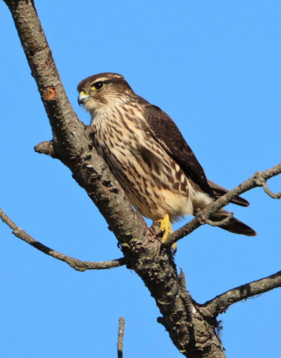 Merlin - Todd Green