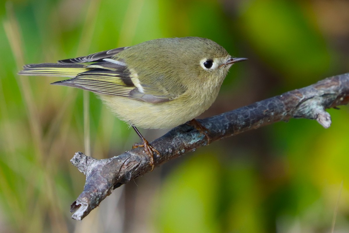 Ruby-crowned Kinglet - Todd Green