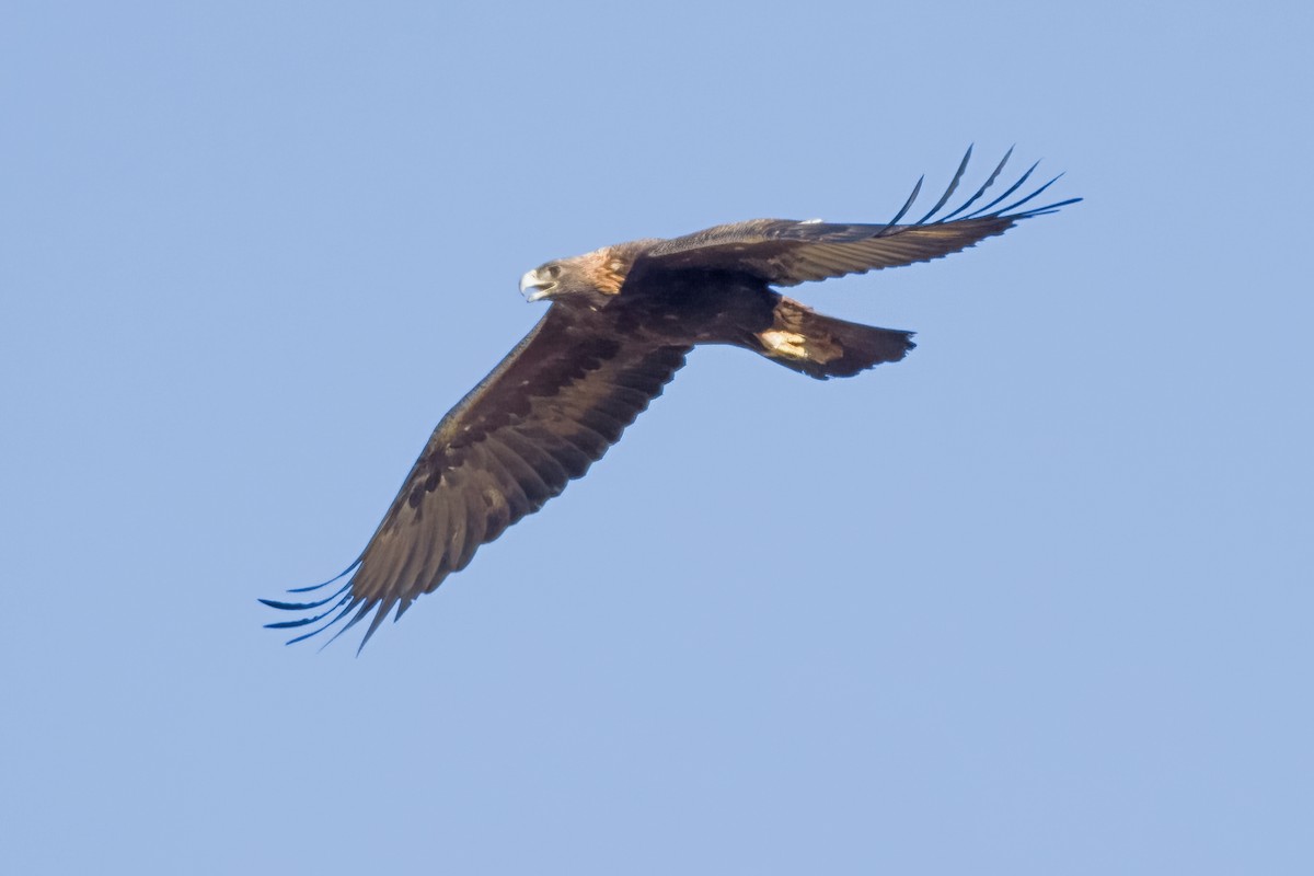 Golden Eagle - ML628800991