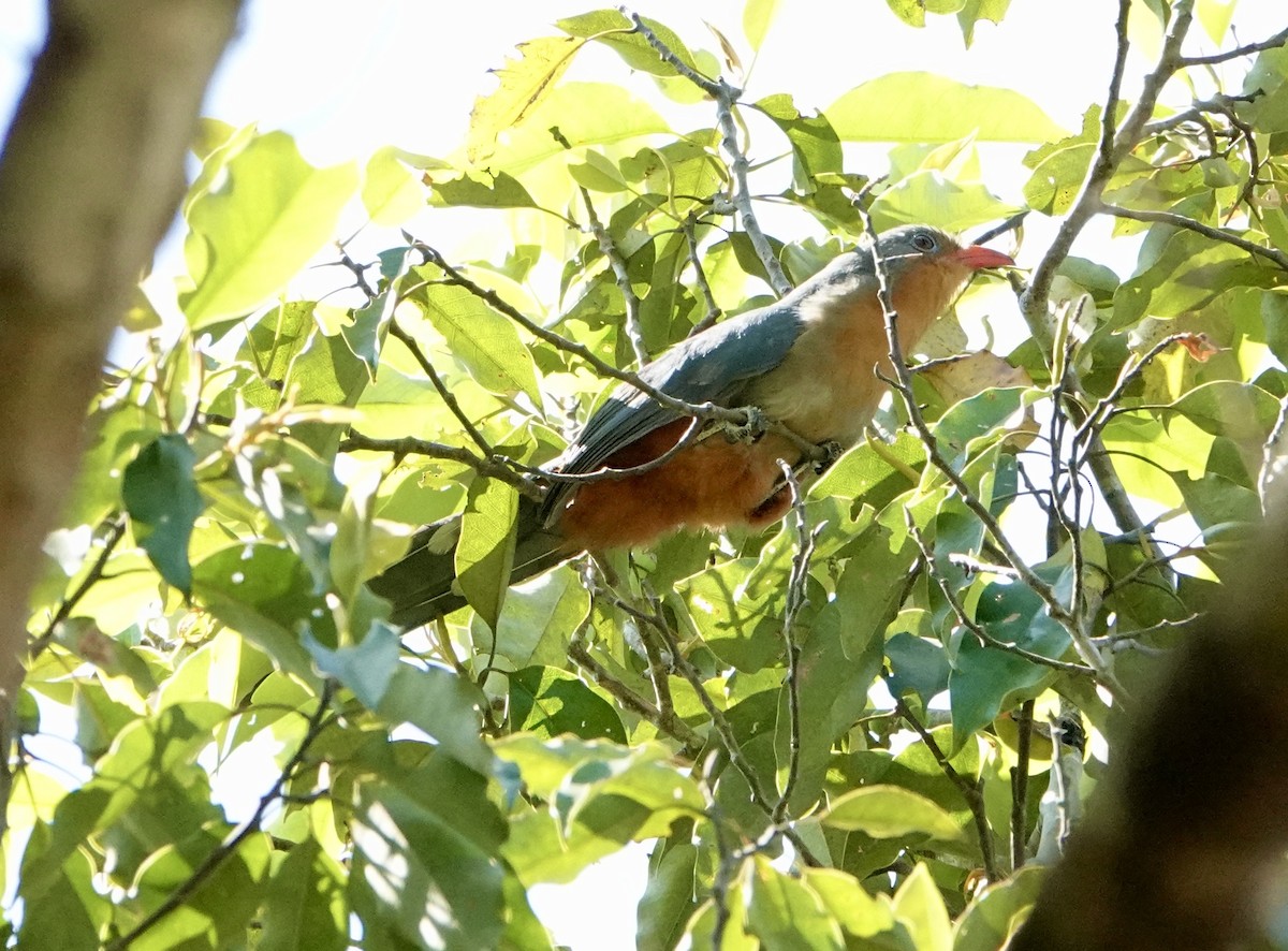 Red-billed Malkoha - ML628801116