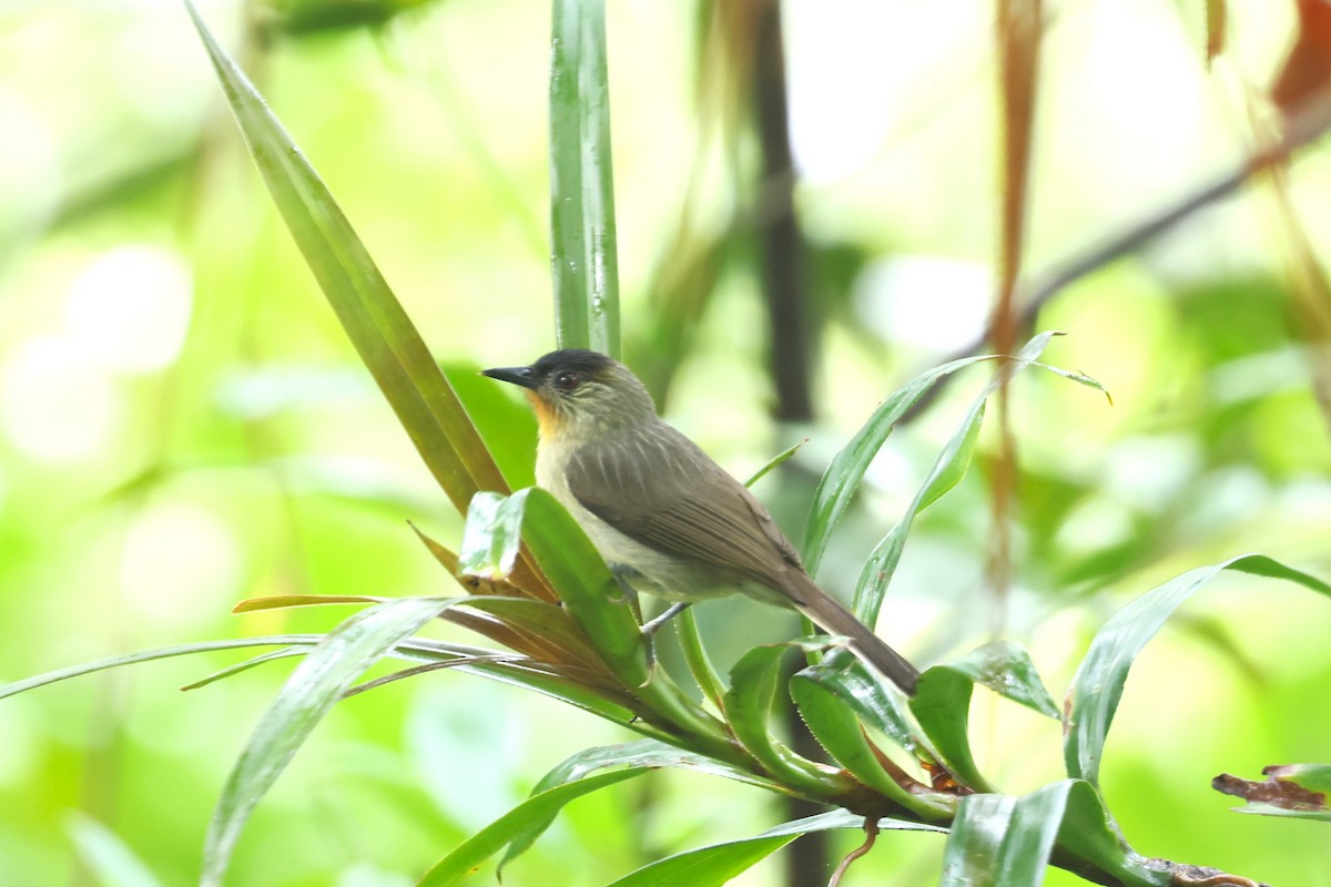 Calabarzon Babbler - ML628801209