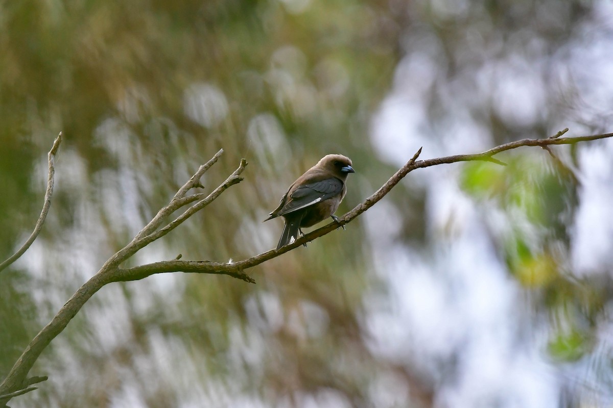 Dusky Woodswallow - ML628801258