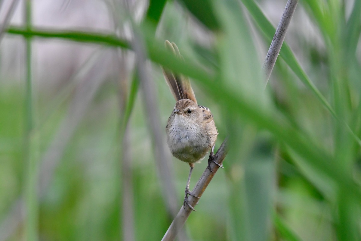 Little Grassbird - ML628801262