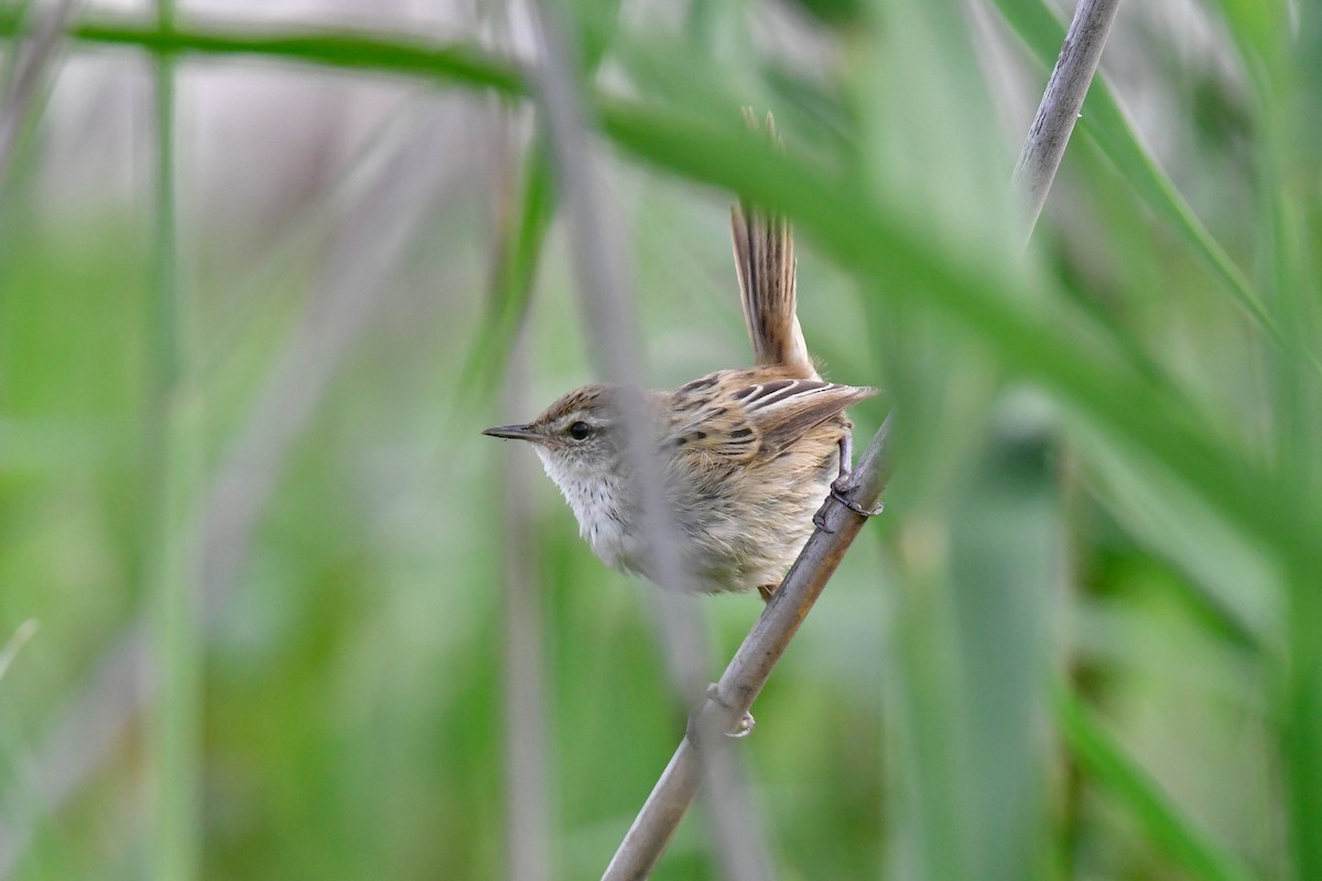 Little Grassbird - ML628801263