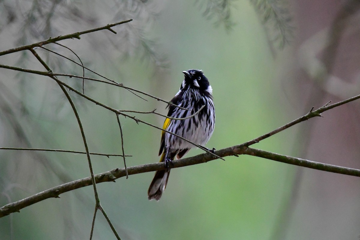 New Holland Honeyeater - ML628801265