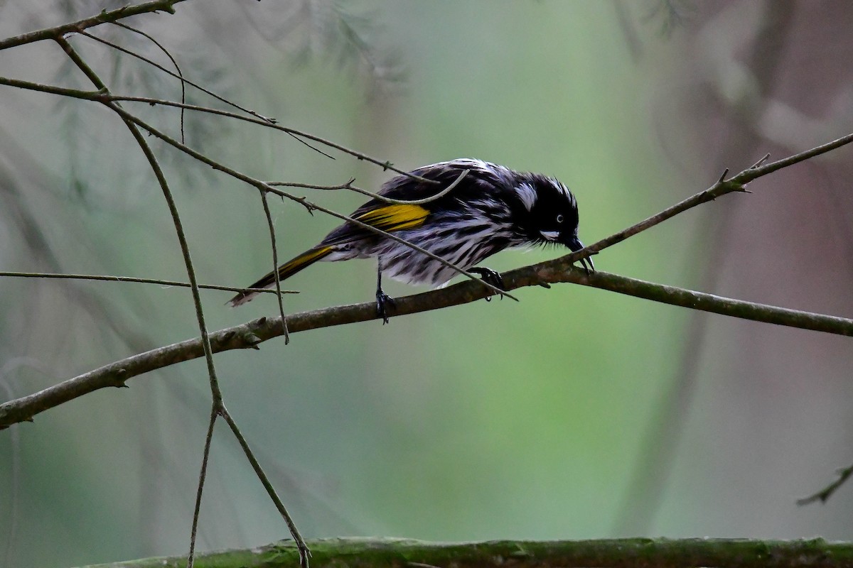 New Holland Honeyeater - ML628801266