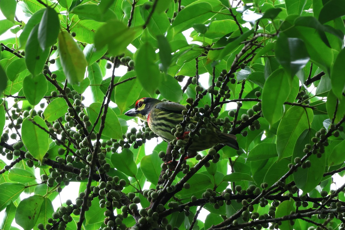 Coppersmith Barbet (Philippine Yellow-faced) - ML628801268