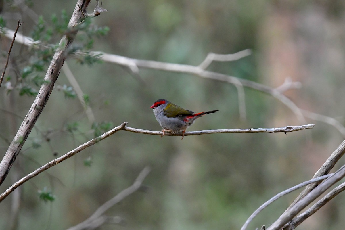 Red-browed Firetail - ML628801272