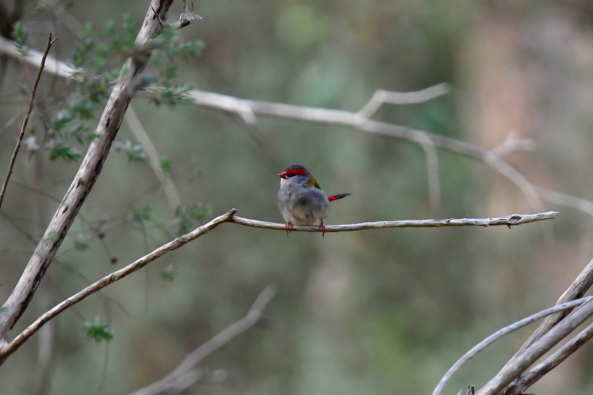 Red-browed Firetail - ML628801273
