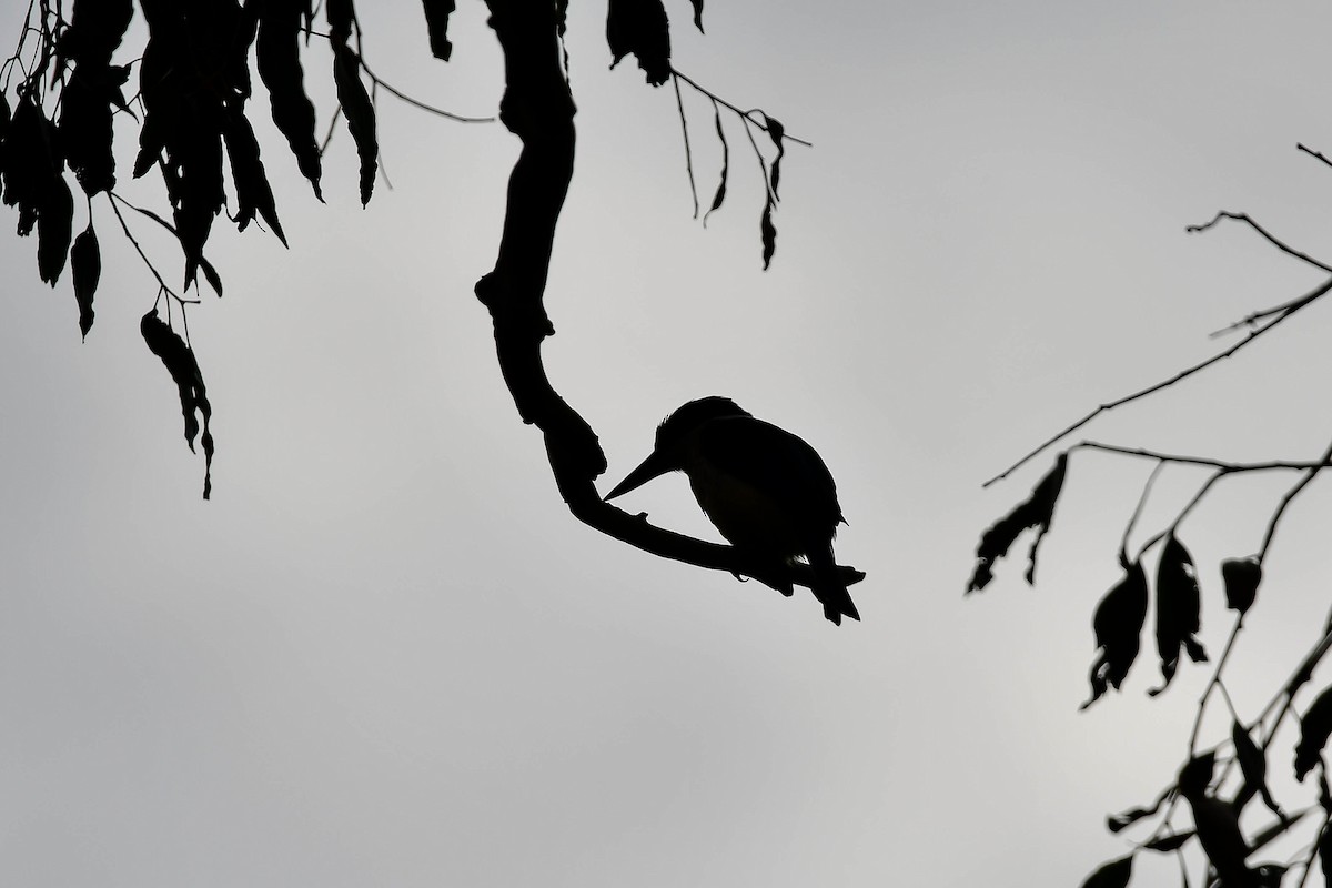 Sacred Kingfisher (Australasian) - ML628801277