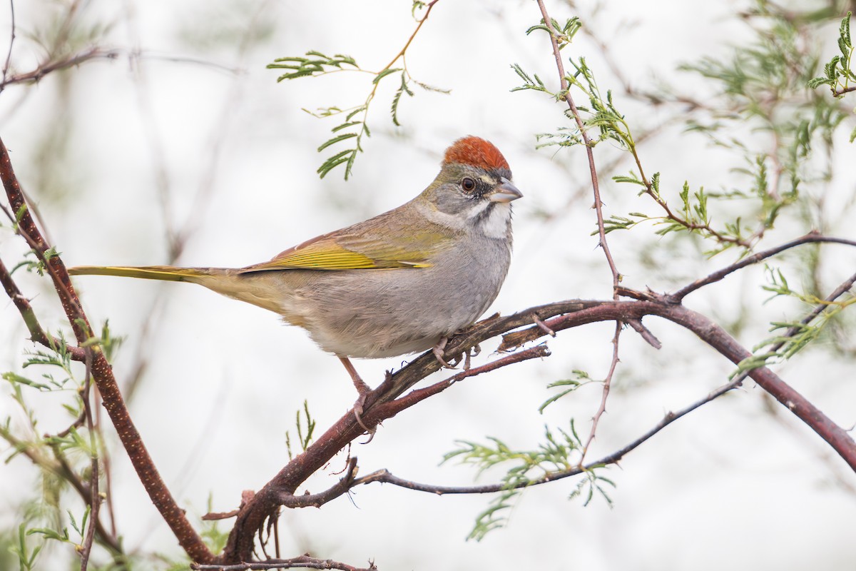 Green-tailed Towhee - ML628801408