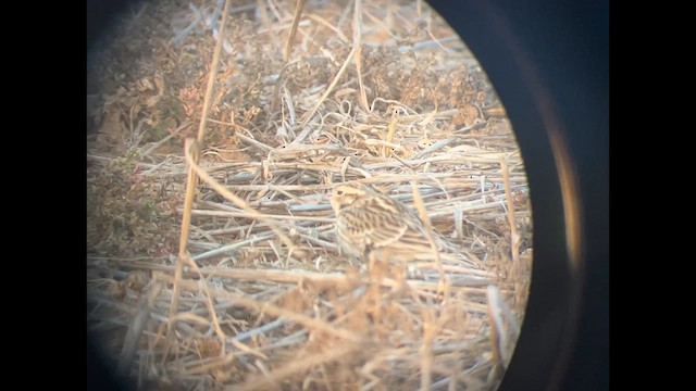 Chestnut-collared Longspur - ML628801579
