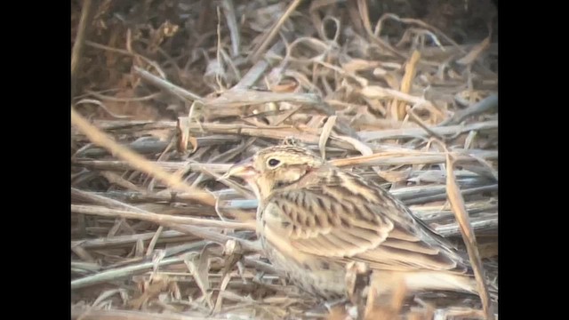 Chestnut-collared Longspur - ML628801583