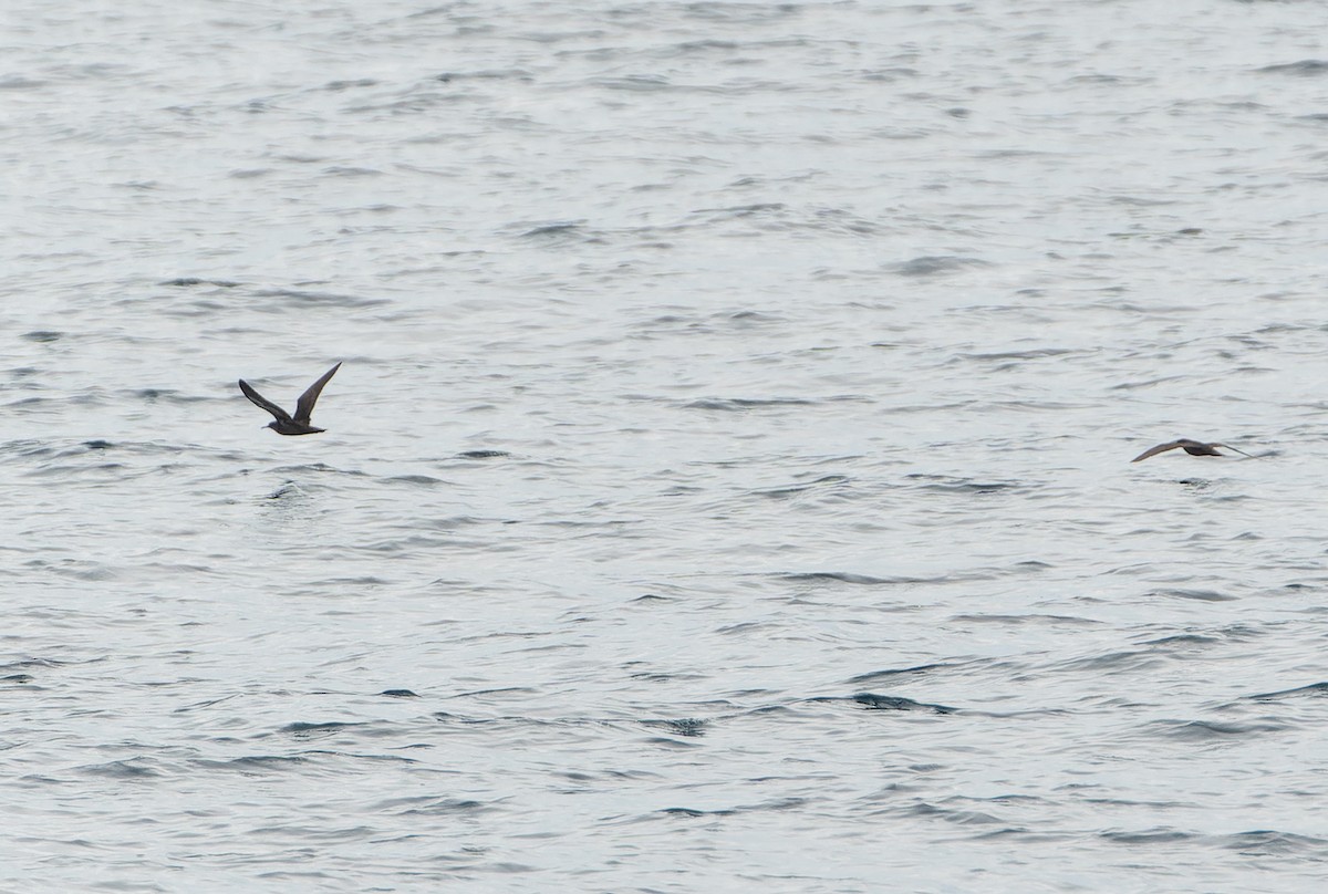 Heinroth's Shearwater - ML628801651