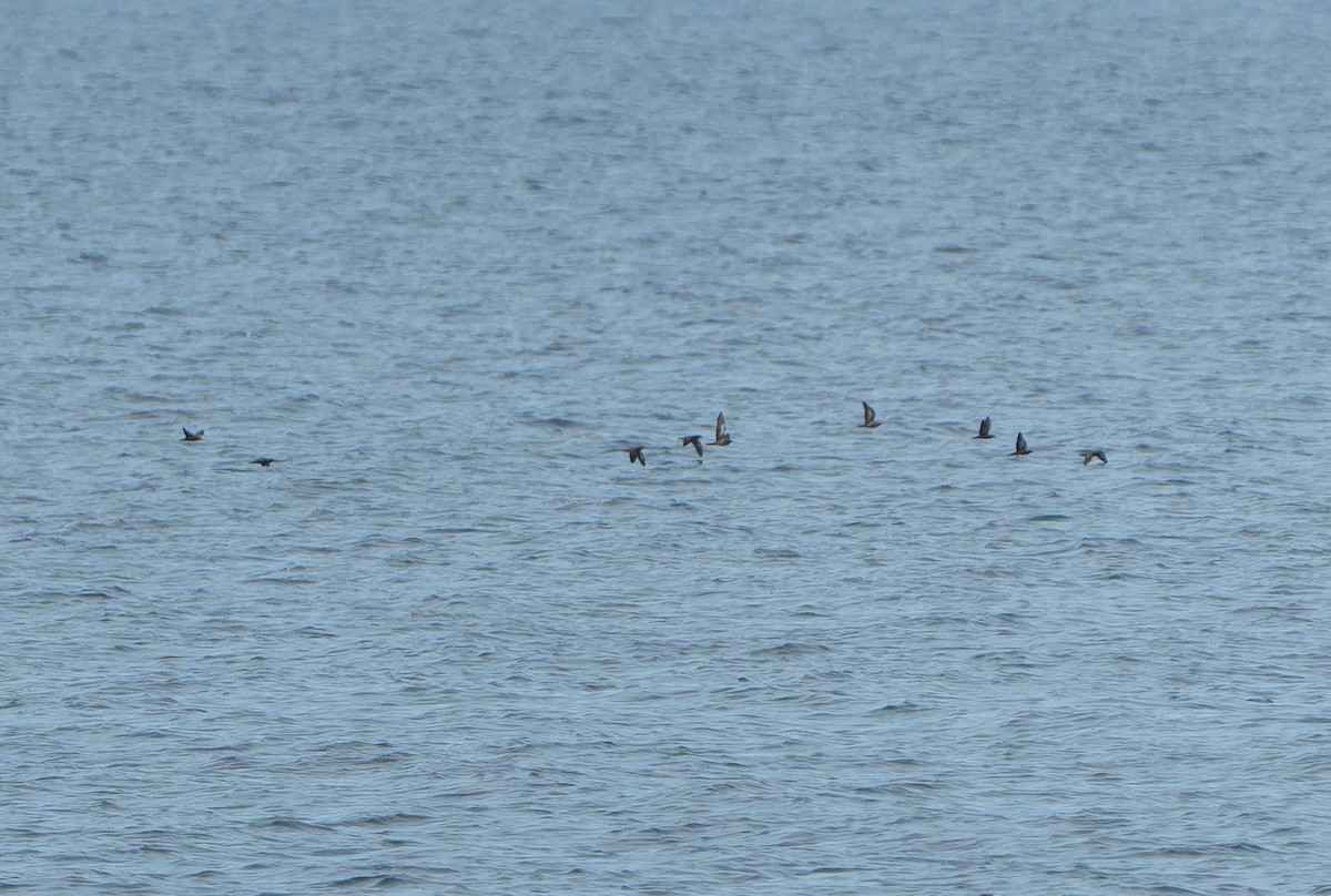Heinroth's Shearwater - ML628801652