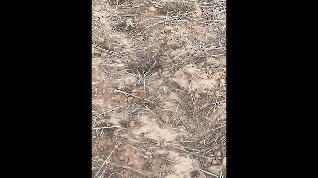 Chestnut-collared Longspur - ML628801658