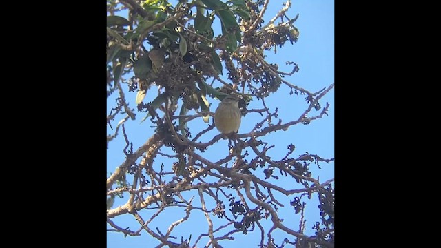 Palm Warbler (Western) - ML628801779