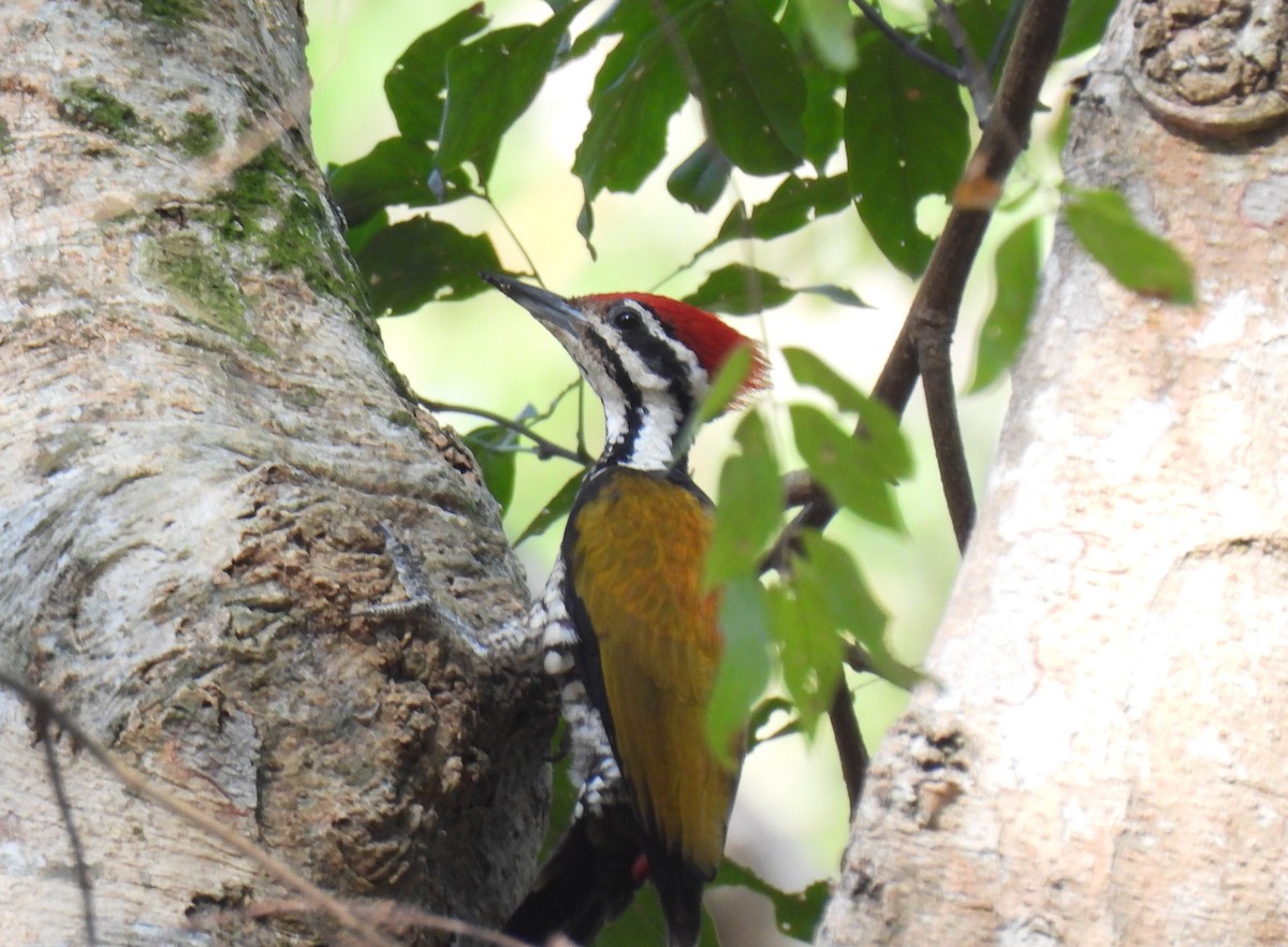 Common Flameback - ML628801878