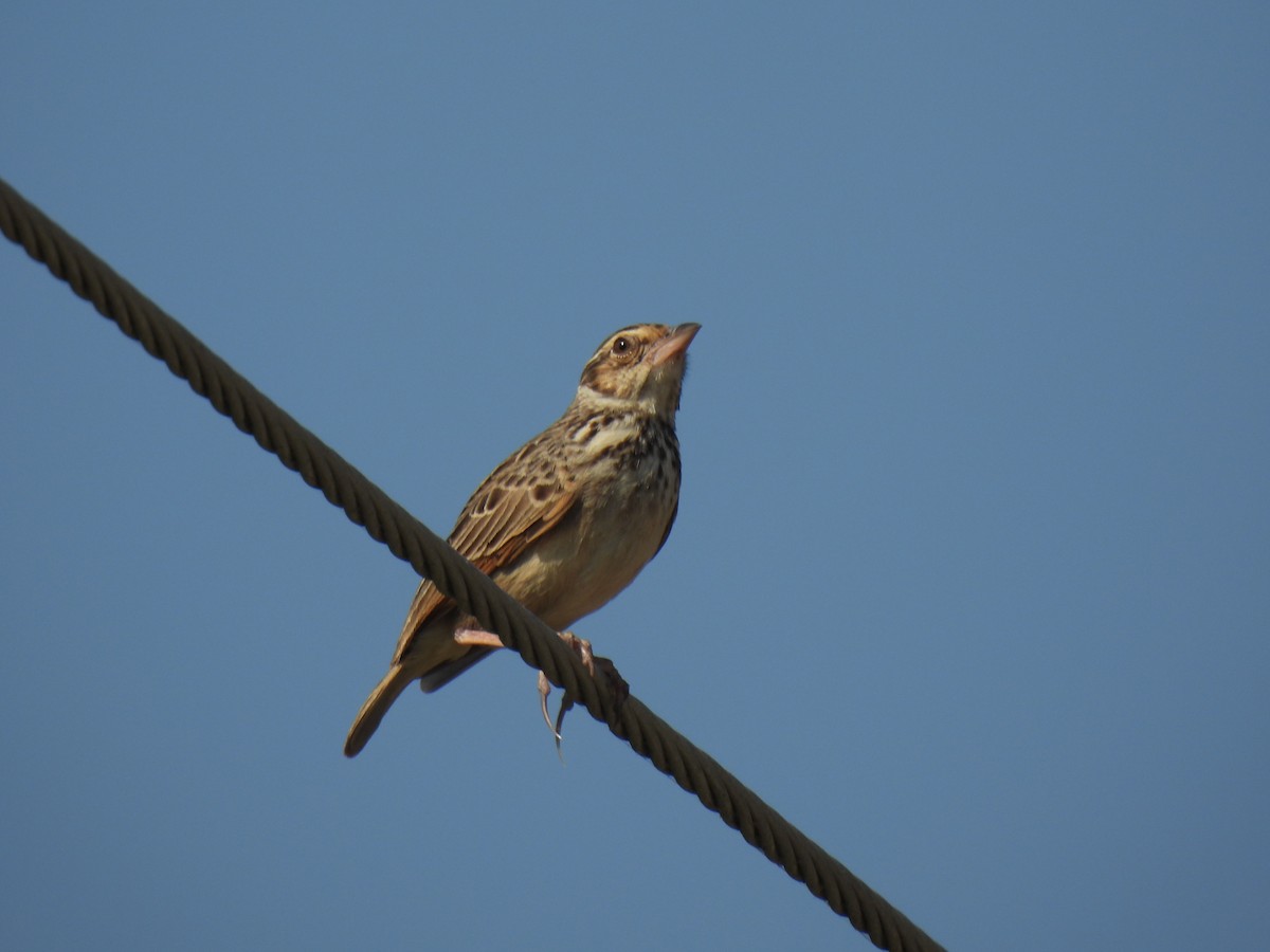 Indochinese Bushlark - ML628801890