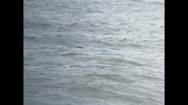 White-winged Scoter - ML628801897