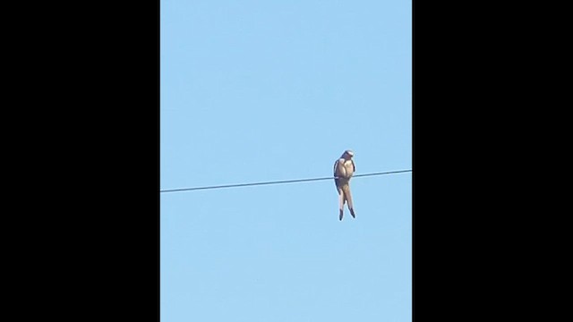 Scissor-tailed Flycatcher - ML628802009