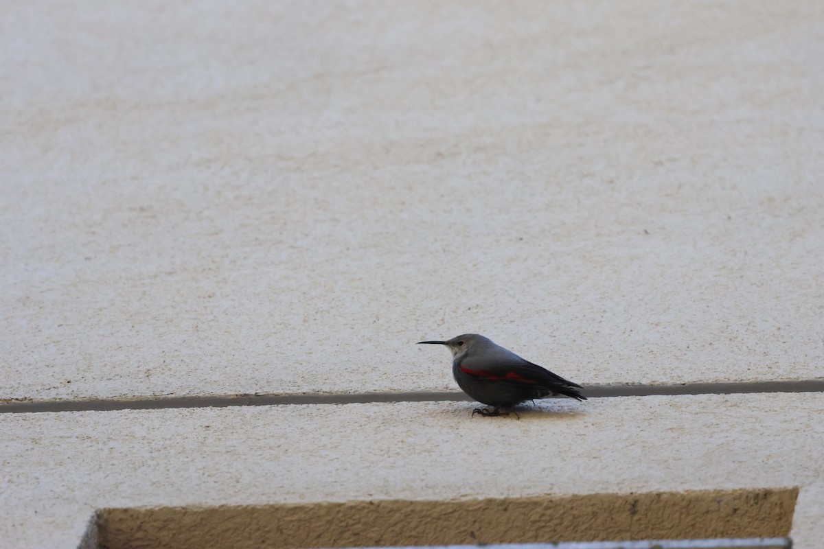 zedníček skalní - ML628802143