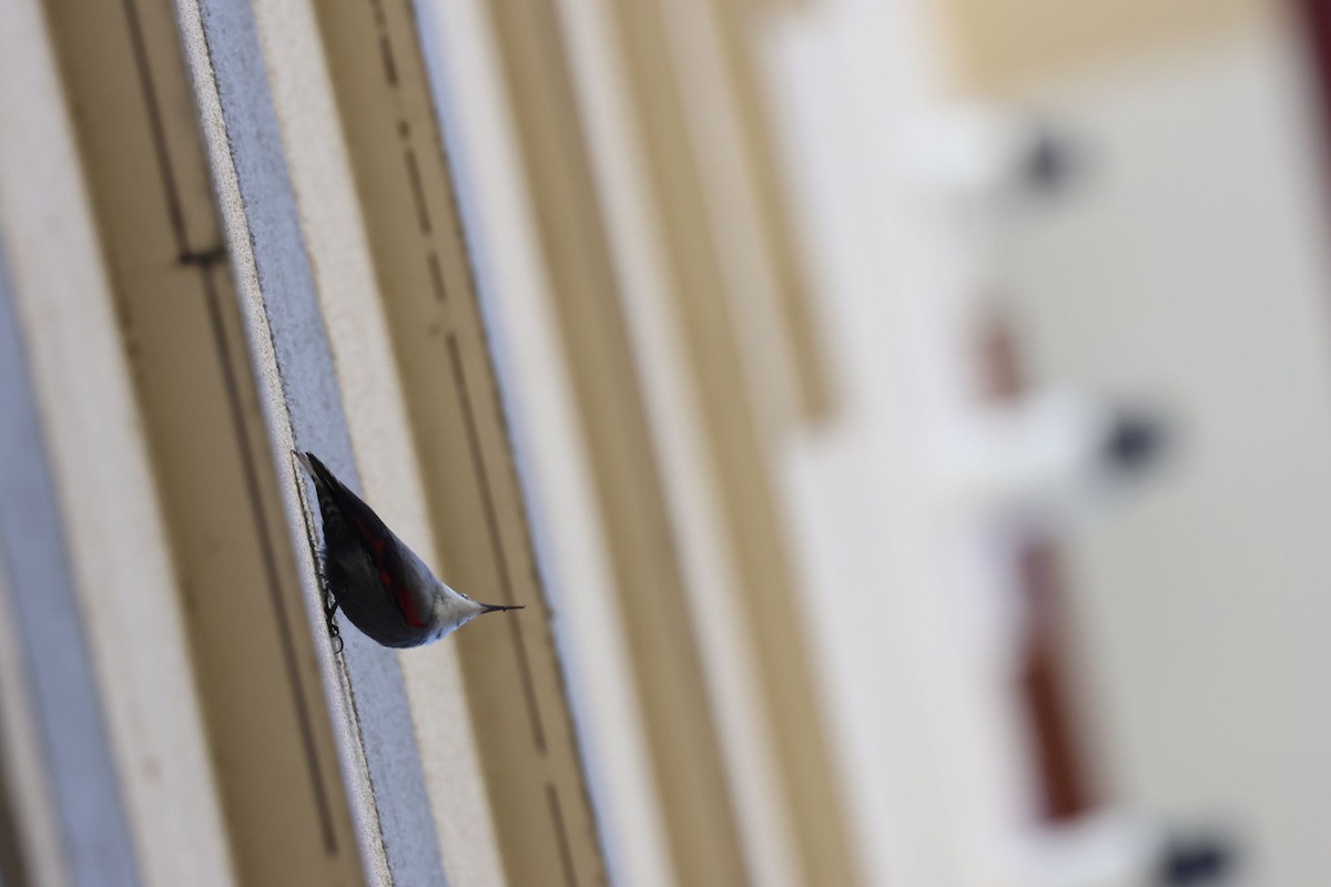 zedníček skalní - ML628802144