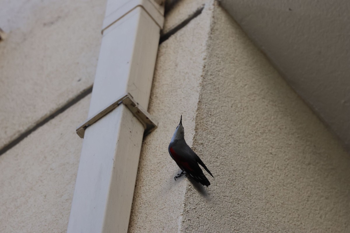 zedníček skalní - ML628802145