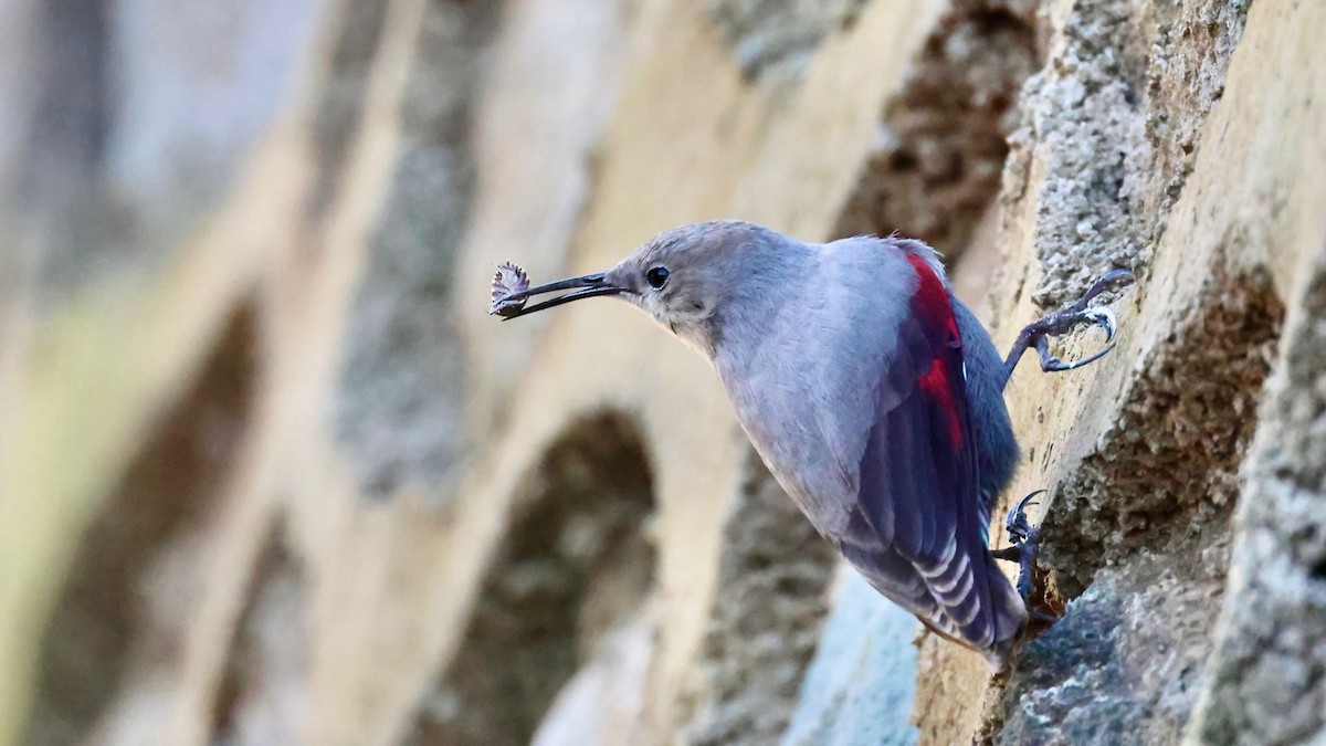 zedníček skalní - ML628802146