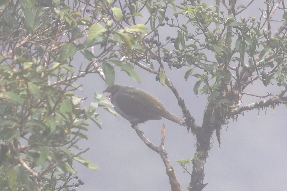 Flame-breasted Fruit-Dove - ML628802157
