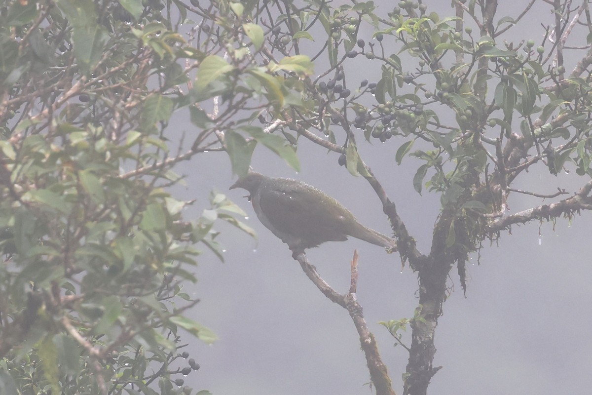 Flame-breasted Fruit-Dove - ML628802158