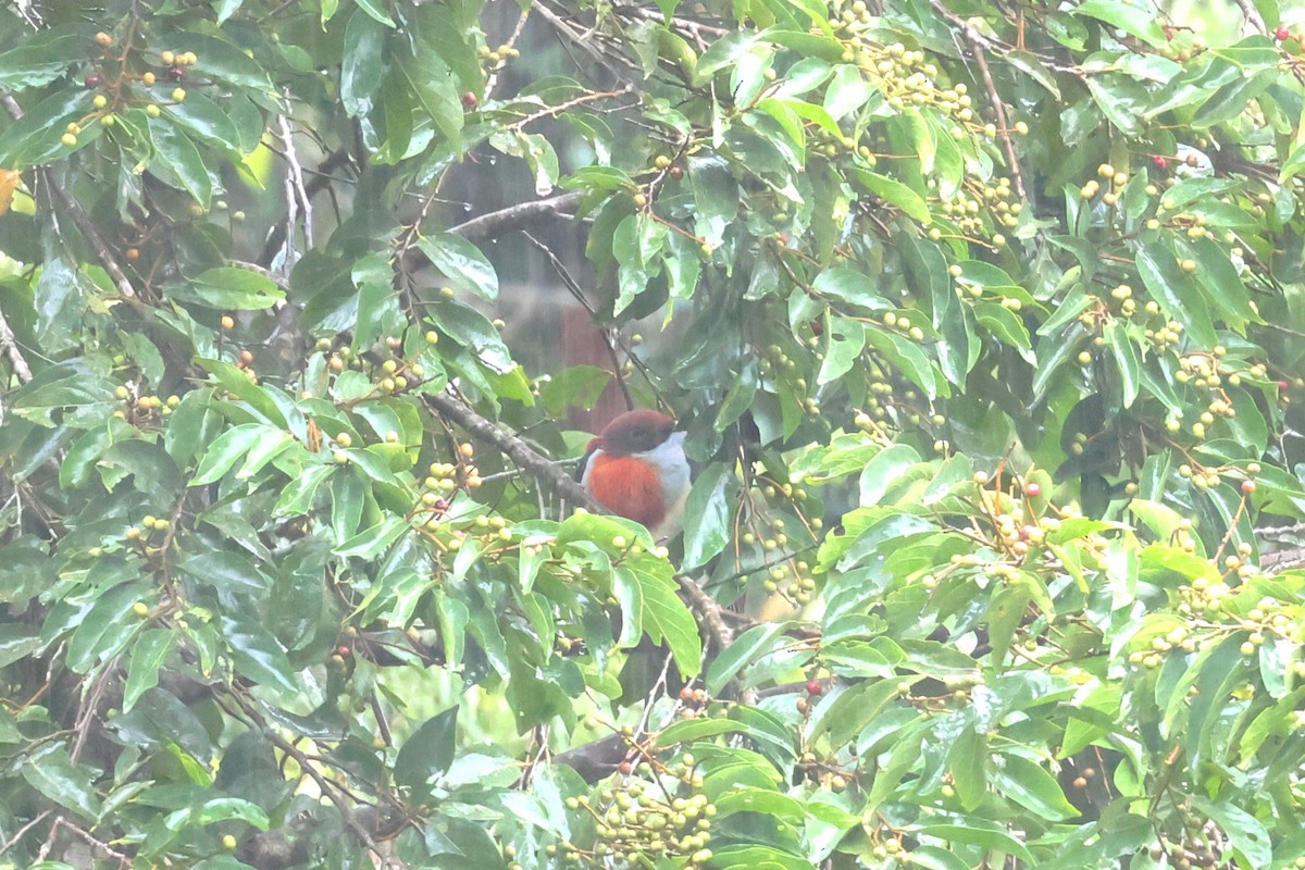 Flame-breasted Fruit-Dove - ML628802159