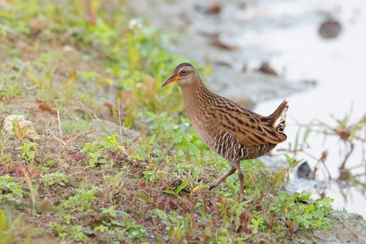 Brown-cheeked Rail - ML628802347