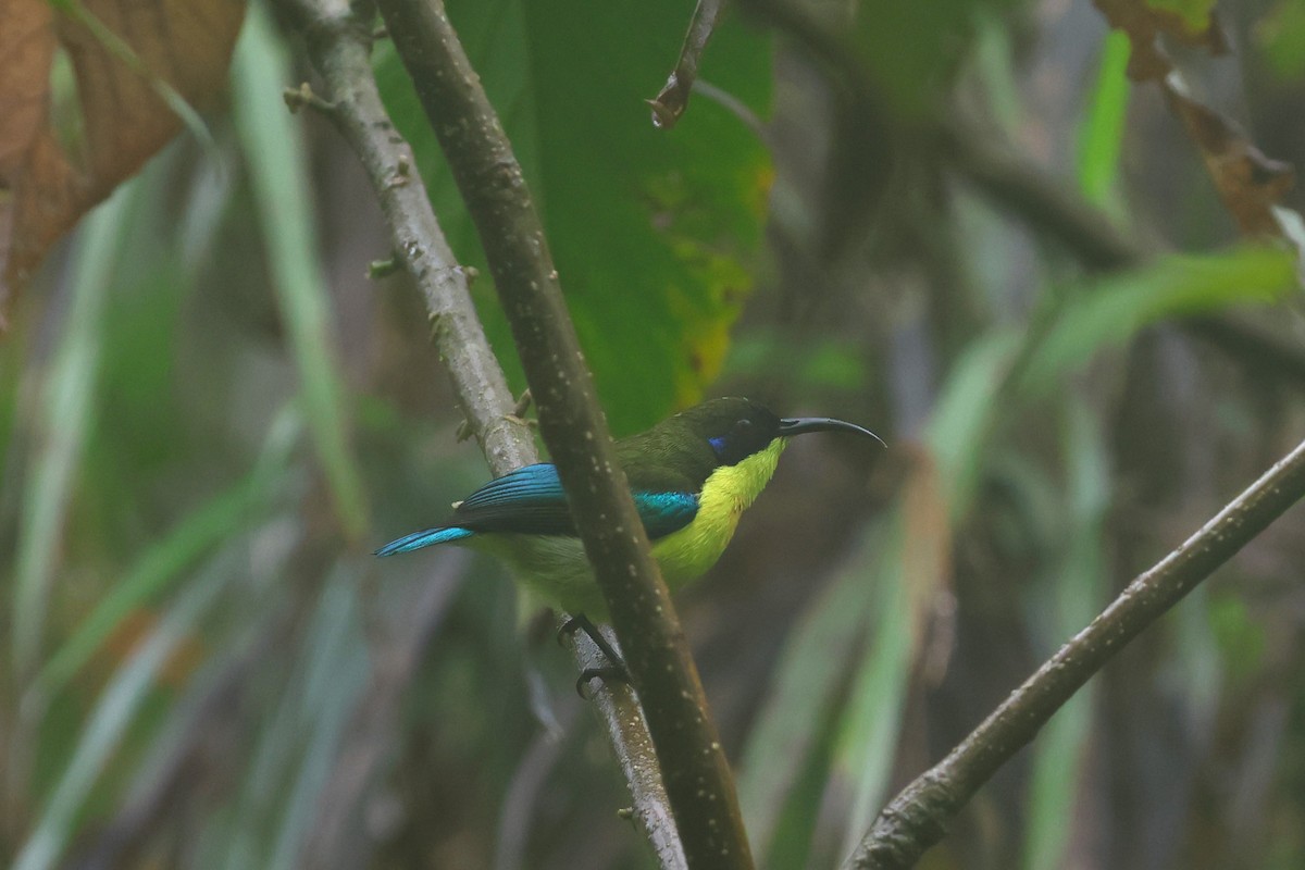 Metallic-winged Sunbird (Luzon) - ML628802374