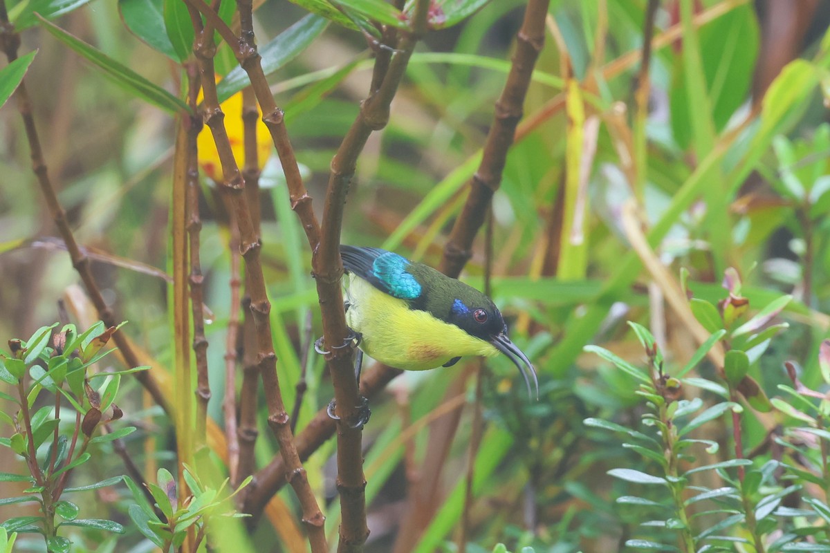 Metallic-winged Sunbird (Luzon) - ML628802375