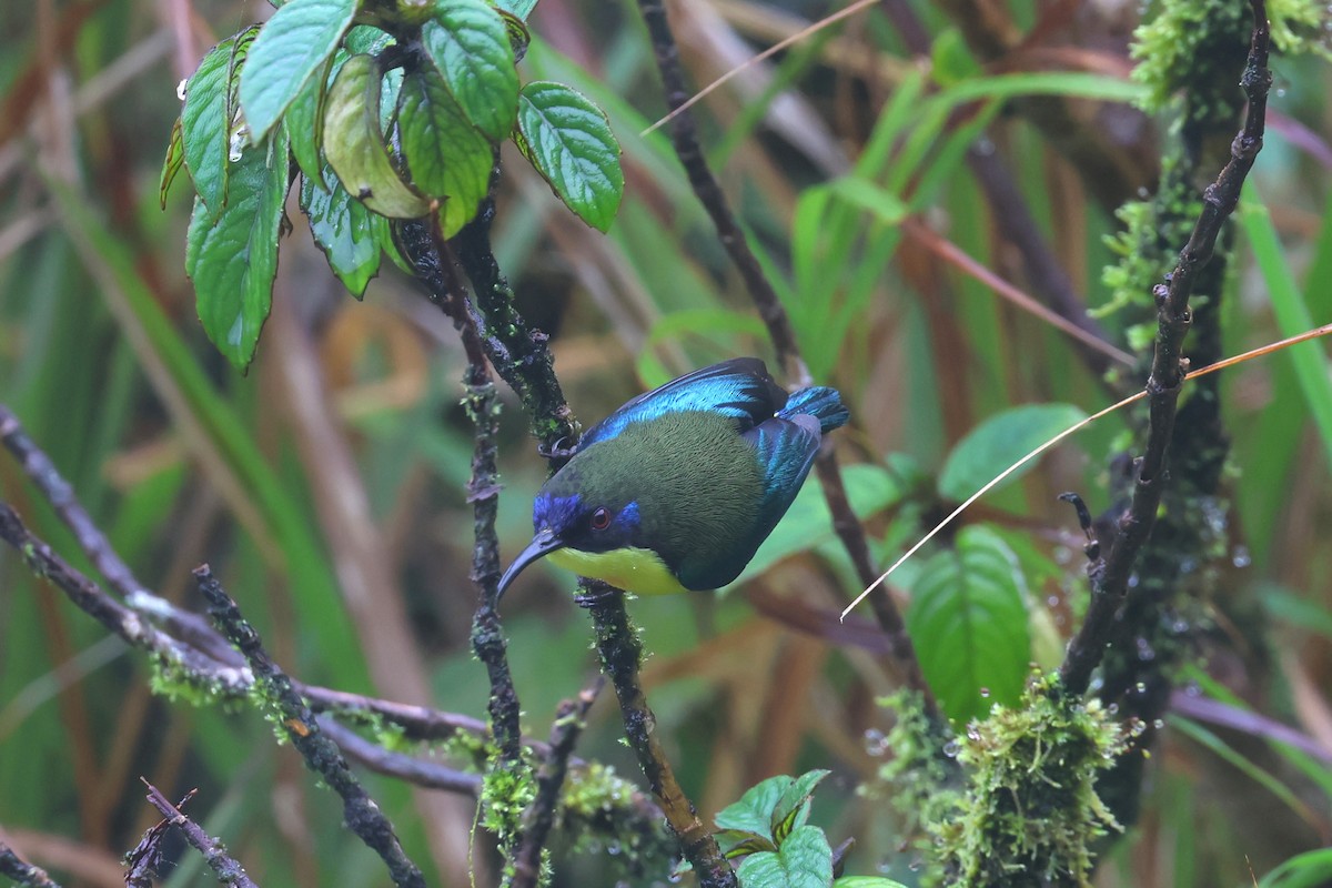 Metallic-winged Sunbird (Luzon) - ML628802376