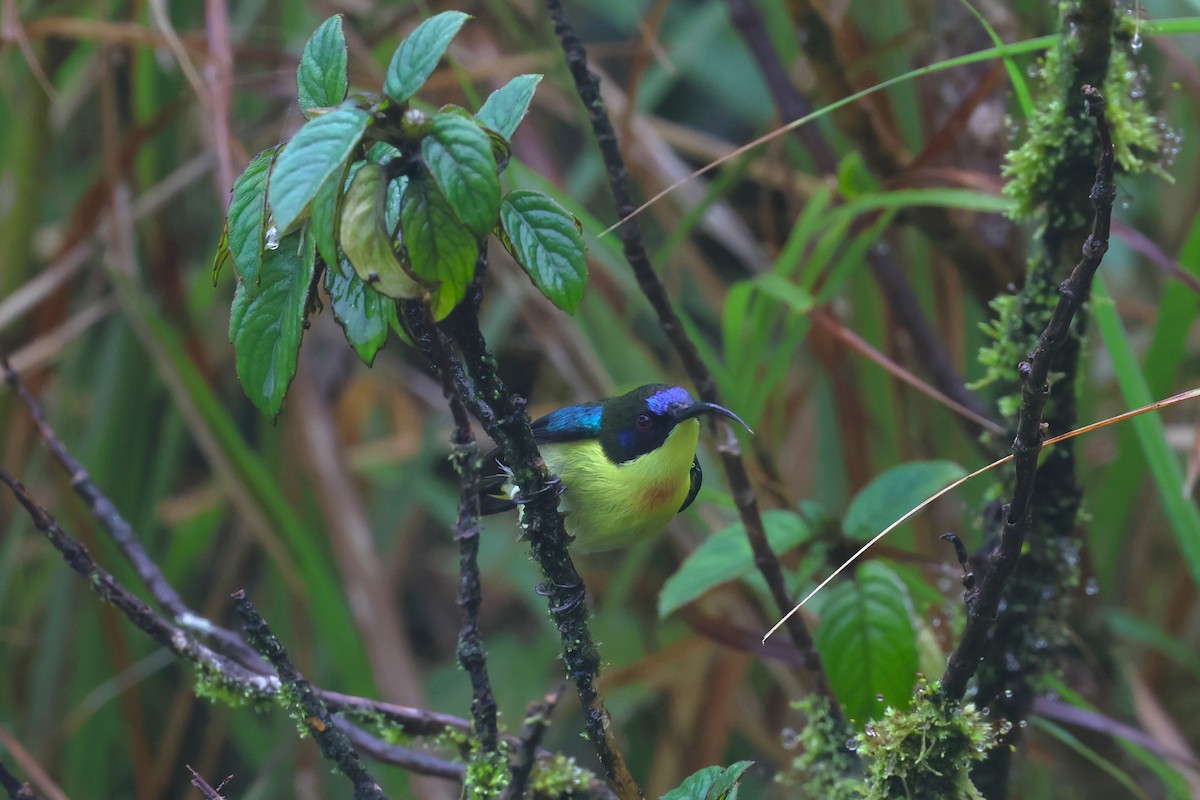 Metallic-winged Sunbird (Luzon) - ML628802377