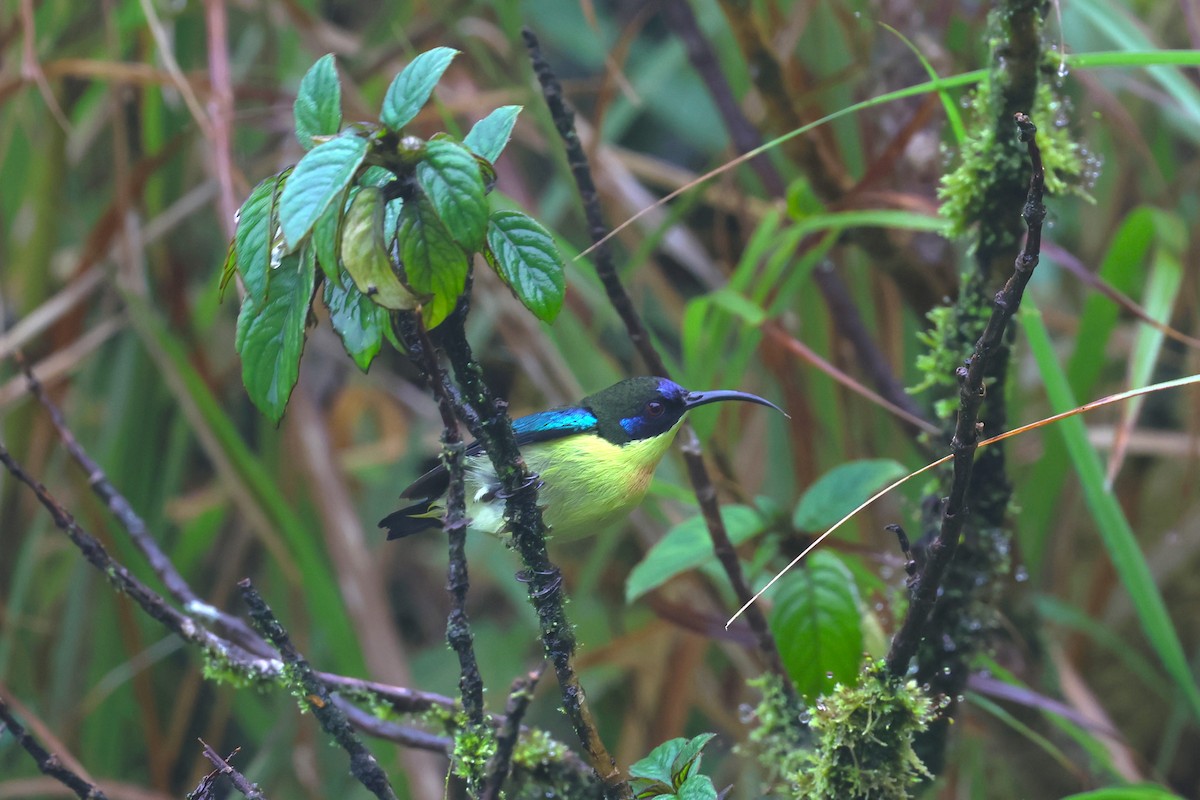 Metallic-winged Sunbird (Luzon) - ML628802378
