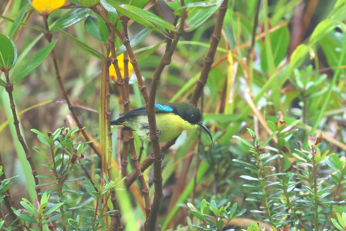 Metallic-winged Sunbird (Luzon) - ML628802379