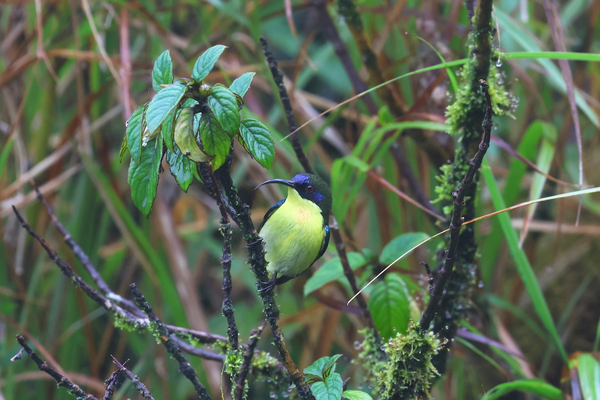 Metallic-winged Sunbird (Luzon) - ML628802380