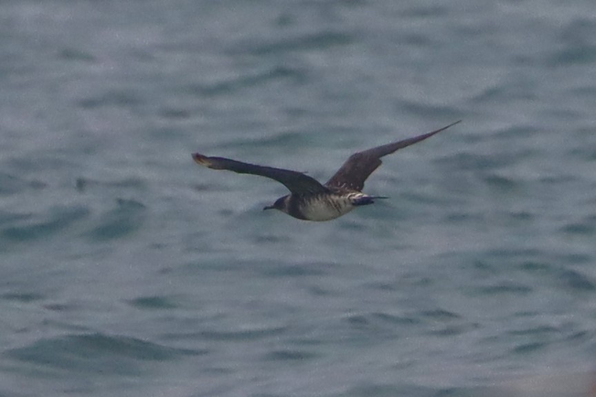 Parasitic Jaeger - Todd Green